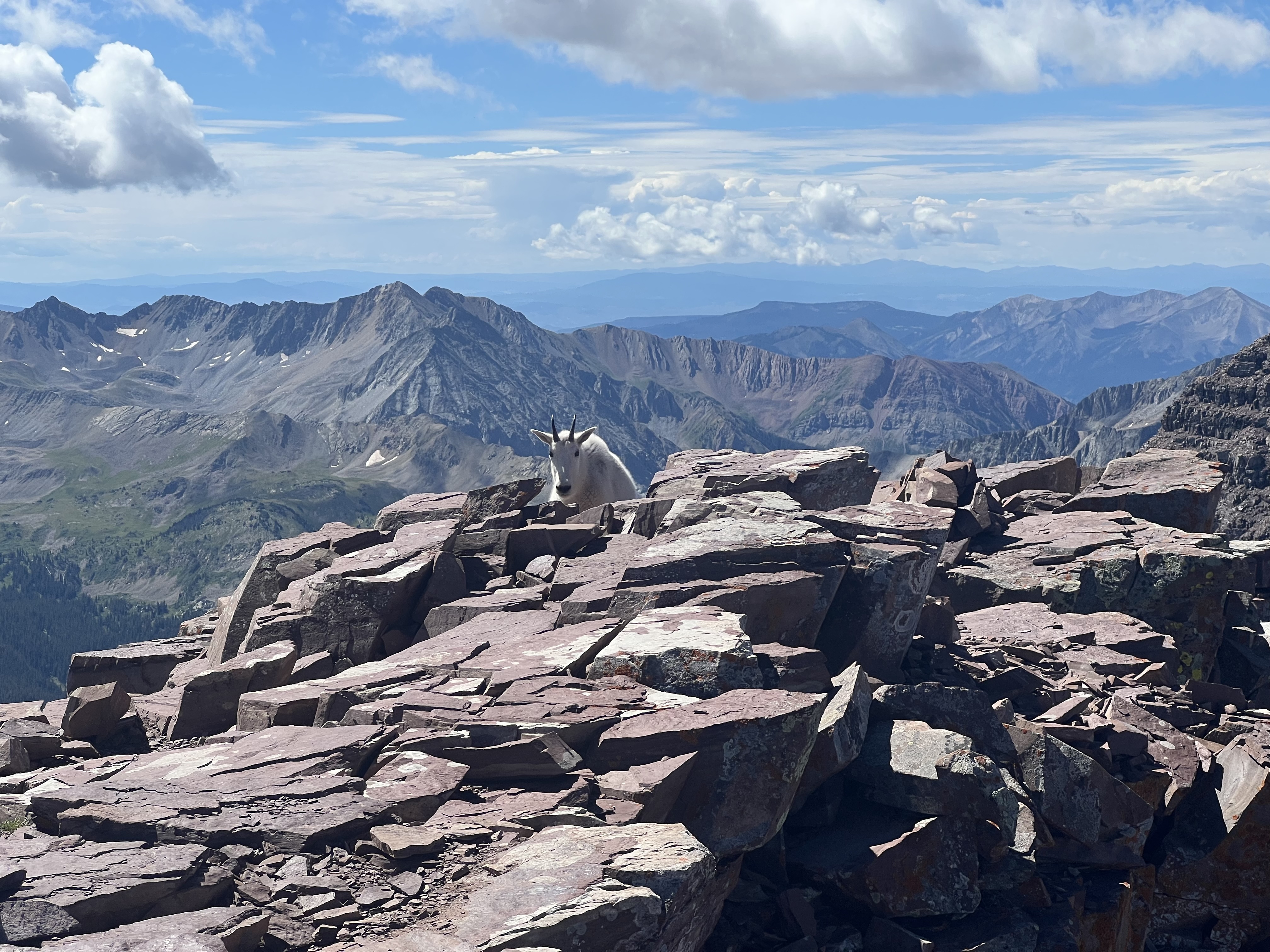 A goat on the summit