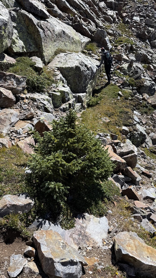 The amazing Engelmann Spruce at 13,420 feet