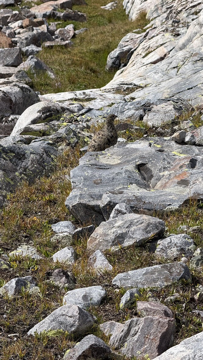Ptarmigan nest