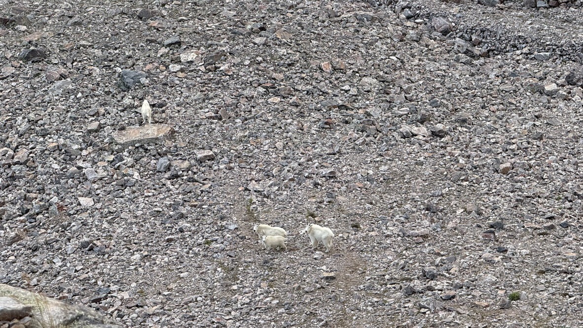 Mountain goats