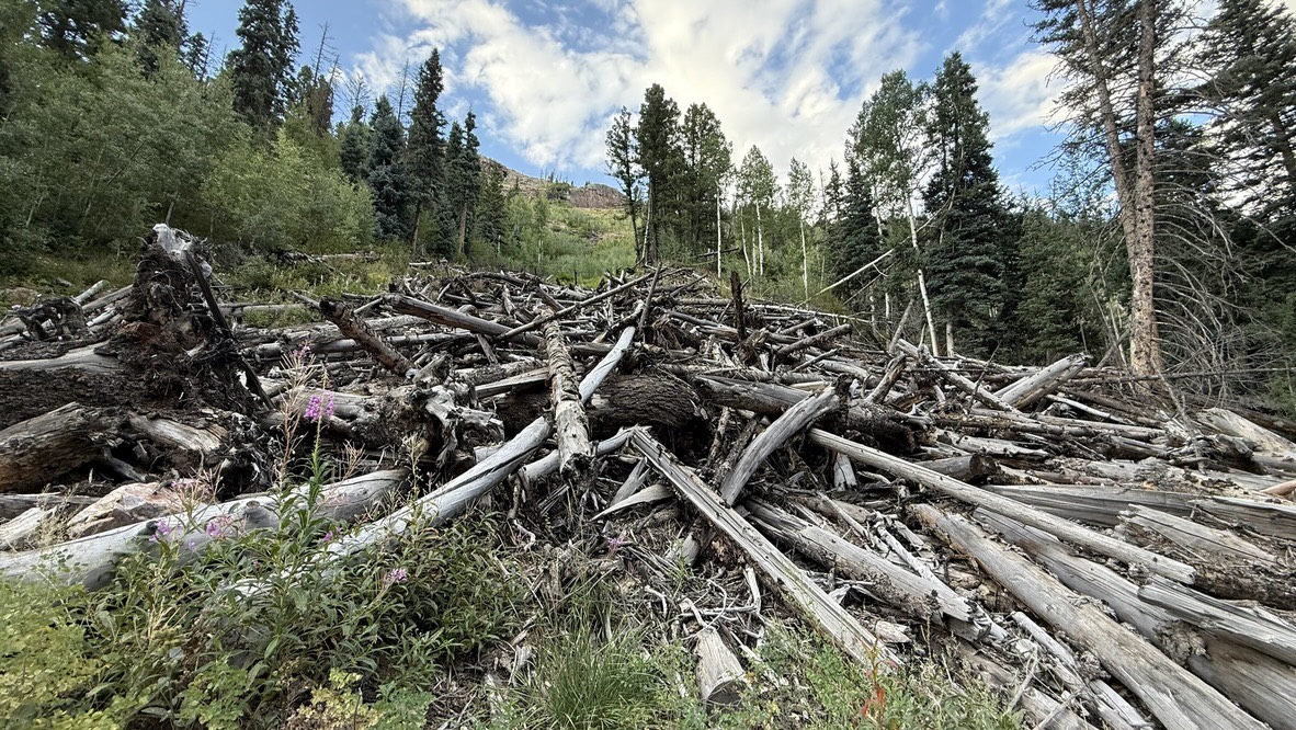 Avalanched trees
